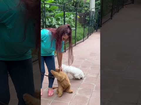Видео: Поведение на кученцата Goldendoodle Puppy Behavior