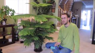 Norfolk Island Pine Care Indoors and Update