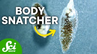 How Mind-Controlling Parasites Teach Us About Brains How Mind-Controlling Parasites Teach Us About Brains