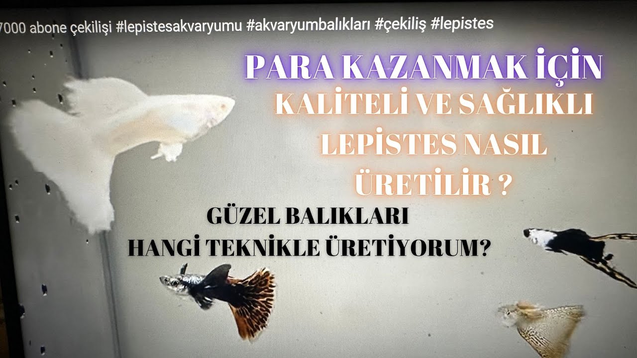UZUN SÜRE SAĞLIKLI KALİTELİ LEPİSTES ÜRETMEK İÇİN KULLANDIĞIM TEKNİK #lepistes #akvaryumbalıkları