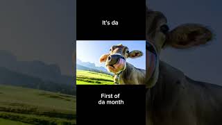 Wake up #cow #itsthefirstofthemonth