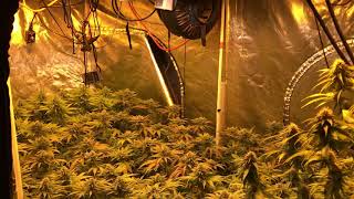 Day 32 flower grow weed like a guru season 4 video 7