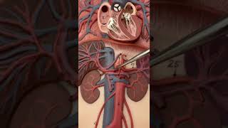 Major Arteries of Body on Flat Man Model