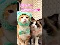 【CAT】🎀リボンでおめかしday🩷 #shorts #cat #cats #cute #猫動画 #猫 #可愛い猫 #かわいい猫