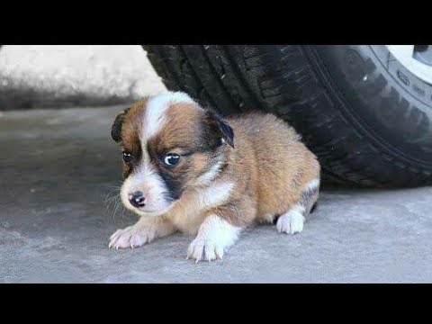 Baby Dog Crush inside car tyre