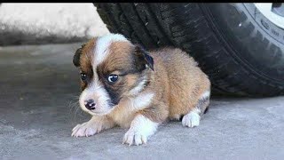Baby Dog Crush inside car tyre