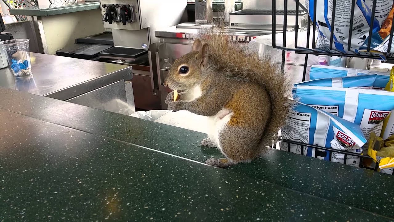 When squirrels attack! (Never get between a squirrel and his potato