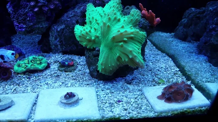 Steigerwalt's 75g Reef Tank Tour