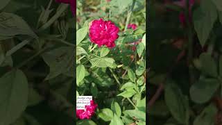 #beautiful garden #nature #white Java phool #red rose