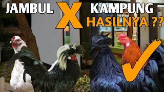 Ayam jambul sil4ng ayam kampung !! jadinya mirip cemani