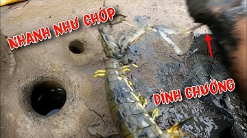 Bắt Tôm Tít Biển May Mắn Gặp Toàn Hàng Khủng | GĐCG #1002