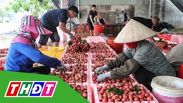 Bắc Giang tiêu thụ 170 ngàn tấn vải | THDT