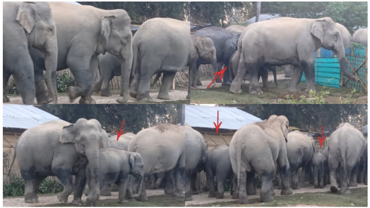 Rare Elephant Encounter! Herd with Calf Walking Close to Houses | Assam Wildlife 📌❤️