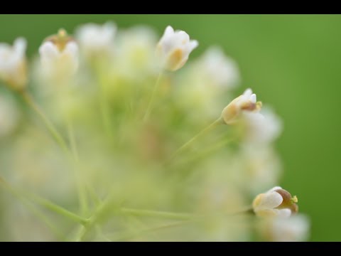オフコース/愛の唄