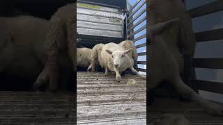 Lambs Can Jump #Youtubeshorts #Sheep #Farming