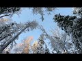 4k Walk in the winter forest Зимний лес  走在冬天的森林里