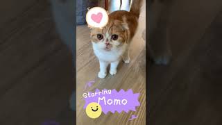 Introducing 3 Scottish Fold cats playdate! [click to see what happens] by Oliver The fold 376 views 2 years ago 1 minute, 55 seconds
