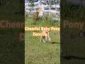 Cheerful baby pony dancing. #funnyshorts #ponymalta #cuteanimals #pony