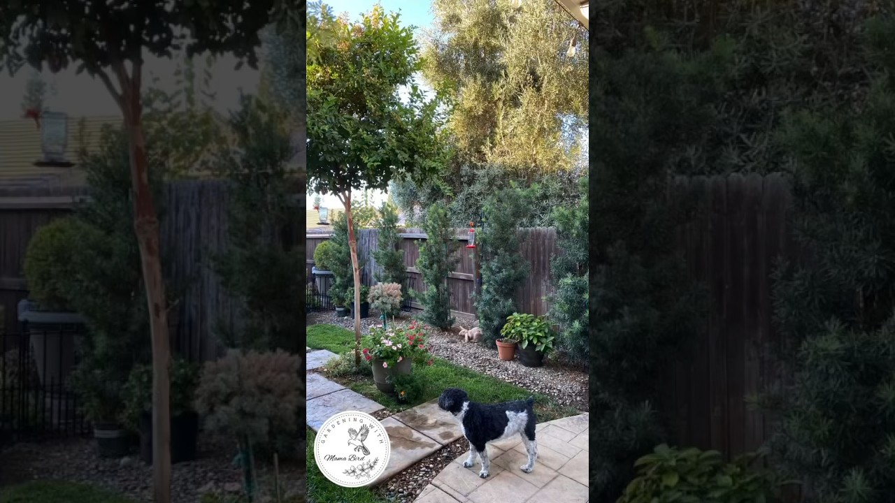 Summer Garden Reflection 