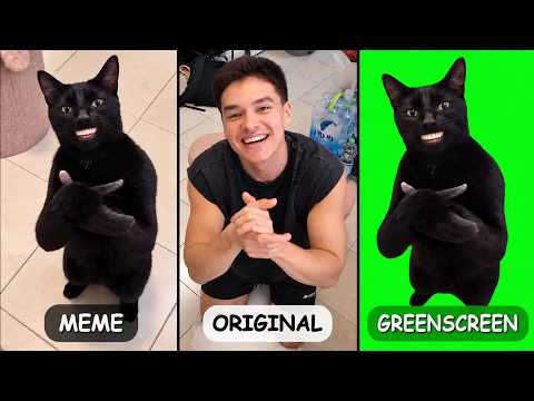 Clapping Cat Meme VS Original VS Green Screen