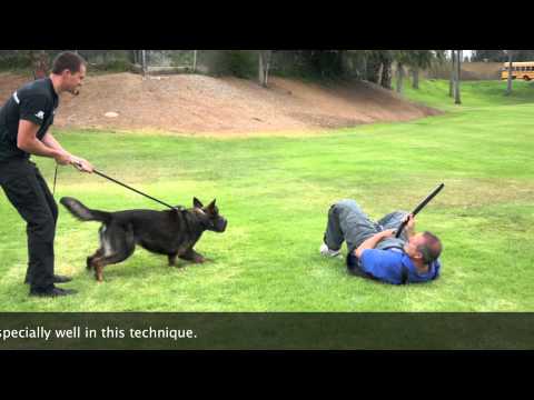 Muzzle in the Basic K9 Academy - Falco K9 Academy