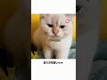 写真を撮られるのが嫌いな猫 #好きな子猫 #子ネコ #猫のいる暮らし