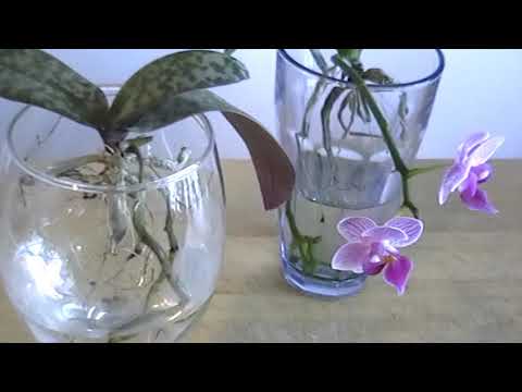 Video: Phalaenopsis, Misingi Ya Kuweka Orchids Katika Ghorofa - 1