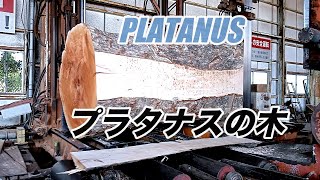 プラタナスの木を製材しました。街路樹で時々見かける木です。platanus