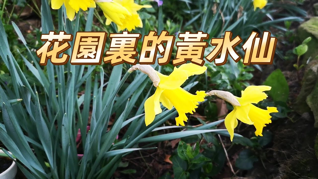 花園裡的黃水仙daffodils In The Garden 花朵鮮黃靚麗 極具觀賞的價值 花色温柔和谐 清香诱人 是世界著名的球根花卉 Youtube 花園裡的黃水仙daffodils In The Garden 花朵鮮黃靚麗 極具觀賞的價值 花色温柔和谐 清香诱人 是世界著名的球根花卉 Youtube