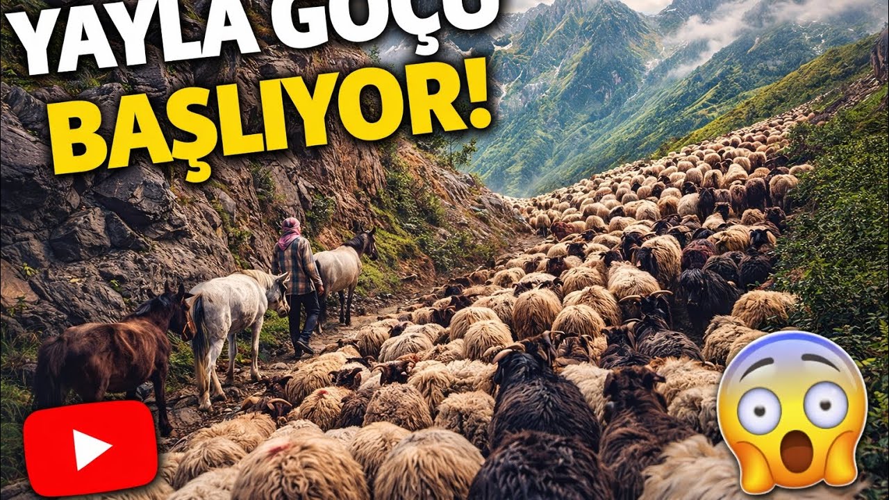 Geleneği yaşatmak/ Zorluk yayla göçü 300 koyun at ve köpekler 