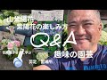 初めてのガーデニング❣山紫陽花紫陽花の楽しみ方！吉岡麗子さんに学ぶ剪定など詳しく紹介しました！趣味の園芸紹介やQ&A質問にも