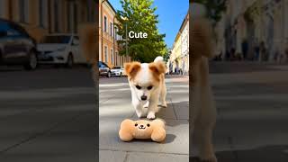 Puppy and Toy  #cute #funny
