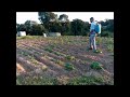 Como passar calda bordalesa nas plantas....