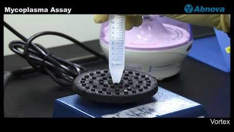 Mycoplasma Assay