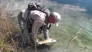 OTF 7 8 Sight Fishing the NZ Canals