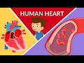 Understanding the Human Heart