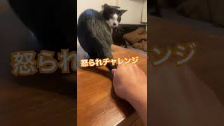 不意に触ると怒ってくる猫
