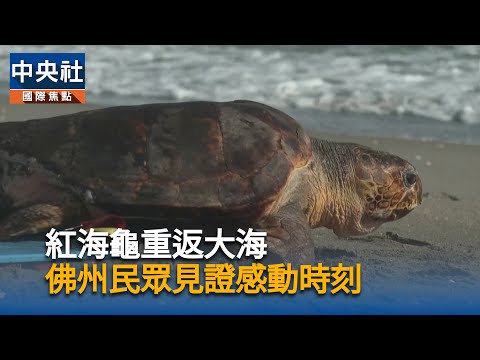 紅海龜重返大海 佛州民眾見證感動時刻|中央社影音新聞