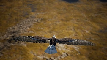 Eagle flying in slow motion - No Copyright