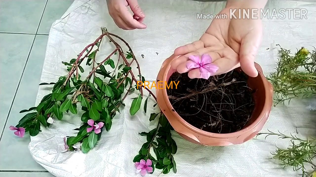 ดอกแพงพวยep.1 ปักชำดอกแพงพวย #ปักชำ #ดอกแพงพวย #flower #Flowercuttings #Plantflowers