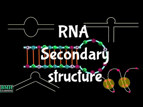 Video: Kas yra antrinė DNR struktūra?