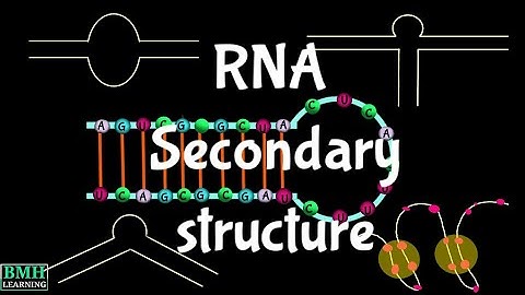 Secondary Structure Of RNA | Stem Loop | Hairpin Loop | Bulge Loop | Pseudoknots |