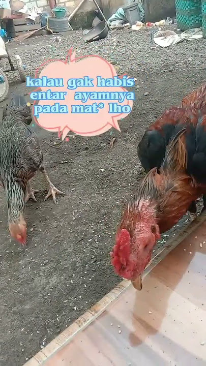 komedi ayam jago #komedilucu#ayamjago#