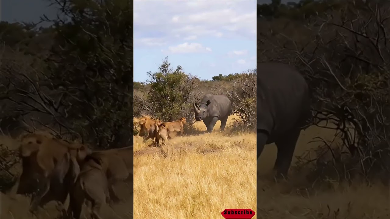 🦏 The Lone King! Rhino Fights Back Against the Lion Pack 🔥 And Wins!