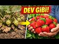 Çileklerin Buna İhtiyacı Var: Dev ve Tatlı Hasat İçin Bilmeniz Gereken Tek İlkbahar Sırrı!
