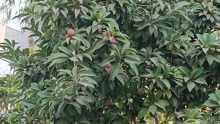 chiku tree with beautiful chiku fruit  | चीकू के सुंदर पेड़ और फल 2021 | try new everyday