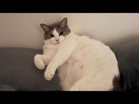공중꾹꾹이만 할 줄 아는 애 (고양이 잼잼)