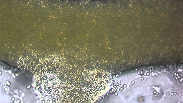 Physarum cytoplasmic streaming (Tue PM 308)