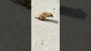 He Was Crawling on the Street Until One Person Stopped and Changed His Life Forever