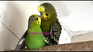 Jade the male budgie trying to seduce Midori the female budgie